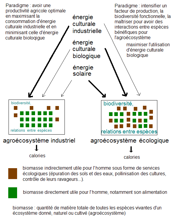 Agroécosystème industrielle et écologique