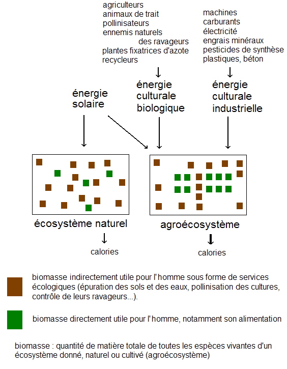 Energie dans un écosystème et un agroécosystème